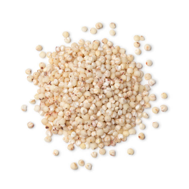 Sorghum (Jowar)