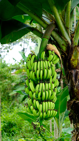Banana (Cavendish)